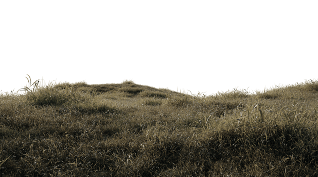 beautiful landscape of dry grass png