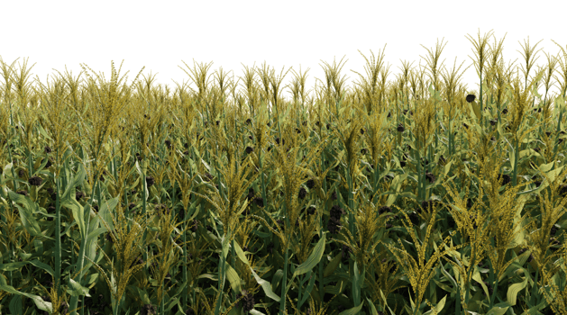 Beautiful corn and flowers landscape png