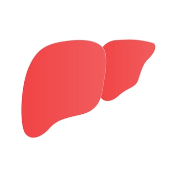 Liver organ medical design, human liver vector