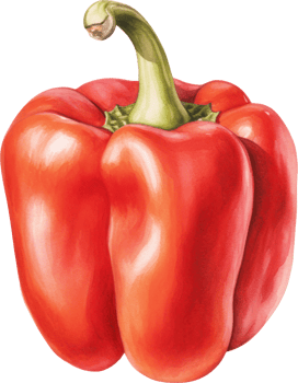 Red bell pepper watercolor illustration. png