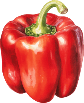 Red bell pepper watercolor illustration. png