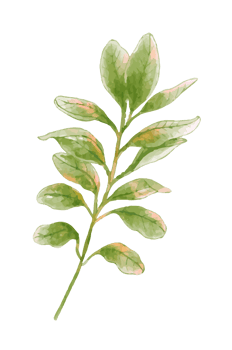 Watercolor floral flower, leaves png