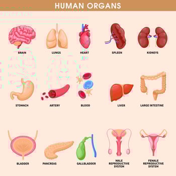 Cartoon human organs set with liver pancreas heart female reproductive system kidneys brain lungs stomach intestine isolated vector illustration