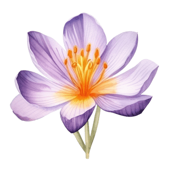 Saffron flower watercolor. Illustration png