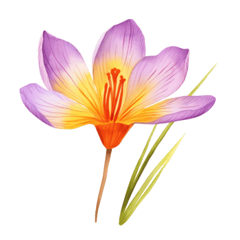 Saffron flower watercolor. Illustration png
