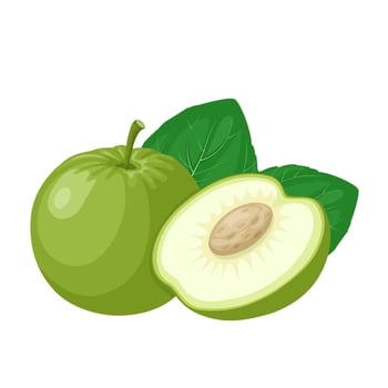 Vector illustration, Indian apple or Ziziphus mauritiana, also called putsa fruit, in English putsa is called indian plum, indian jujube, jujube, masau, or chinee apple.