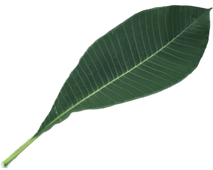a green leaf with a PNG background