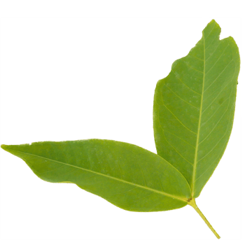a green leaf with a PNG background