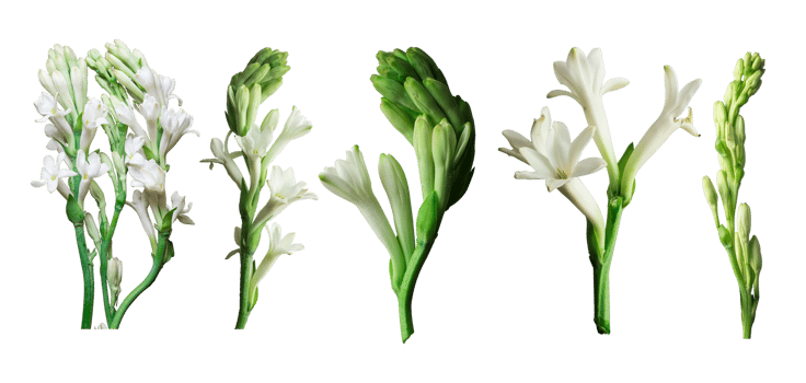 Tuberose or Rajnigandha flowers png