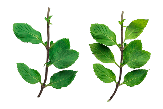 Green mint leaf isolated png. Fresh green mint leaf. Green mint clipping path. png
