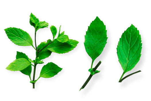 Green mint leaf isolated png. Fresh green mint leaf. Green mint clipping path. png
