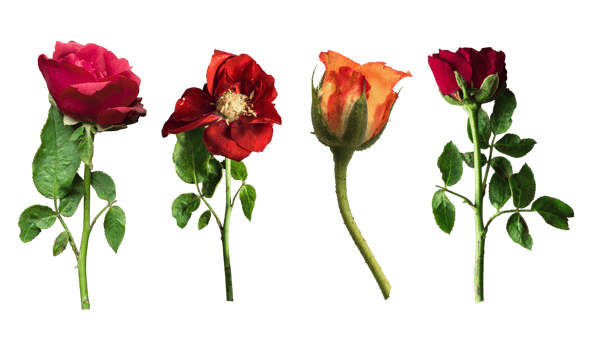Set of colorful rose flowers isolated png