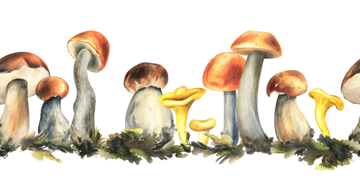 Forest edible mushrooms porchini, boletus, chanterelles with moss. Watercolor illustration, hand drawn. Seamless border png