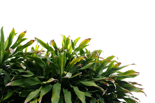 a plant with green leaves on a no background png