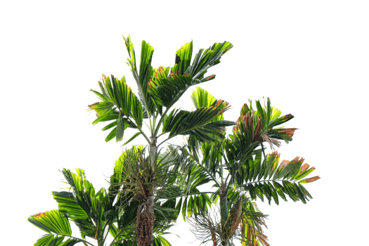 Green leaves of palm tree isolated with clipping path. png
