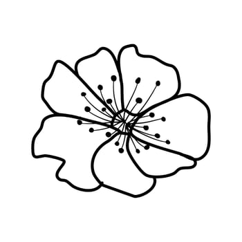 sakura cherry blossom flower line art vector illustration