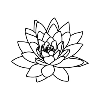 sakura cherry blossom flower line art vector illustration