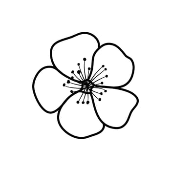 sakura cherry blossom flower line art vector illustration
