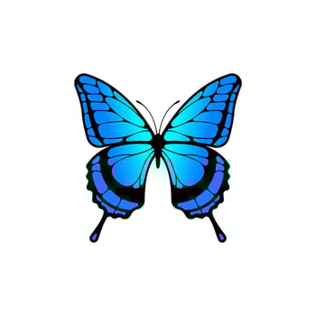Blue butterfly vector isolated on white baackground.