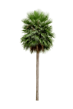 palm tree isolated png