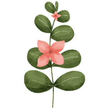 Flowers collection. plants, blooming flowers,Hand drawn detailed botanical illustration. png