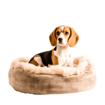 Beagle-Harrier Puppy Dachshund Basset Hound png