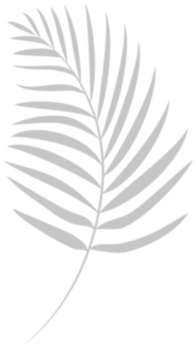 Palm tree shadow. png