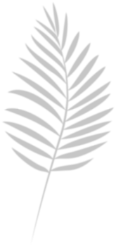 Palm branch shadow. png