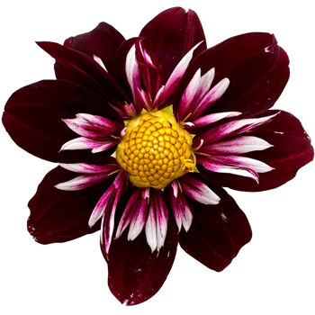 Collarette dahlia plant png