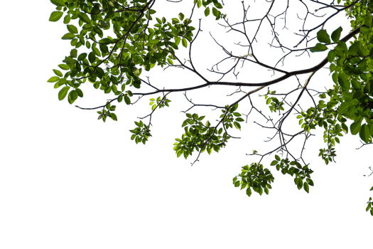tree branches on a transparent background png