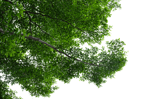 green tree branches on a transparent background png