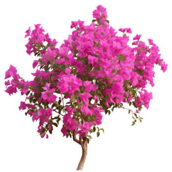 Pink Bougainvillea plants, Illustration png