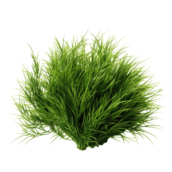 Grass bush isolated. Illustration png