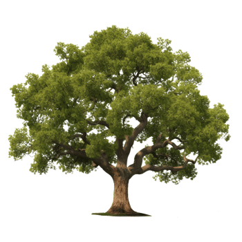 Oak tree isolated. Illustration png