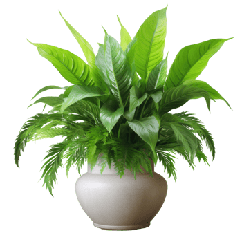 Deciduous plant spathiphyllum isolated. Illustration png