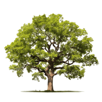 Oak tree isolated. Illustration png