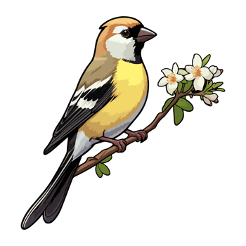 fluffy appearance American Goldfinch illustration in cartoon style png