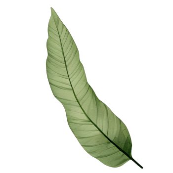 watercolor natural leaf, png