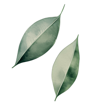 watercolor natural leaf, png