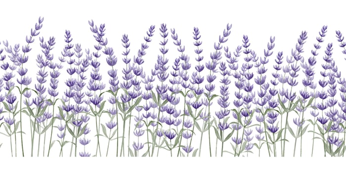 Lavender seamless Border on white isolated background. Hand drawn watercolor illustration of Provence flowers for Frames. Floral Lavandula pattern for banner or botanical design. Botanical backdrop vector