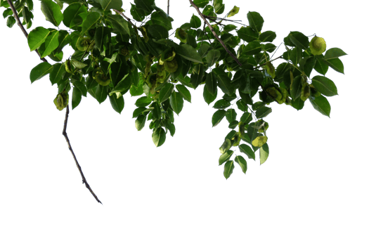 pear tree branch with green leaves isolated on no background with clipping path png