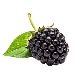 Fresh blackberry isolated on transparent background png