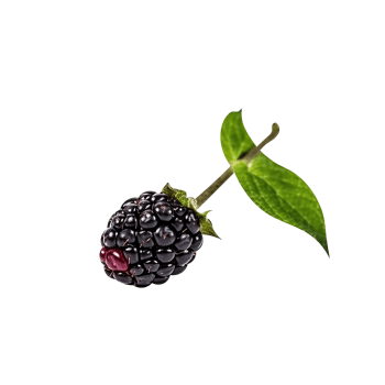 Fresh blackberry isolated on transparent background png