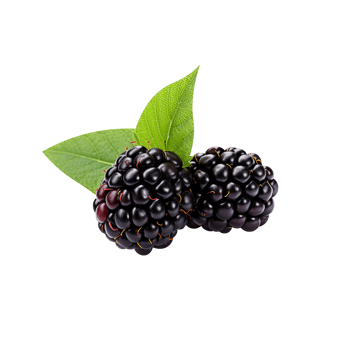 Fresh blackberry isolated on transparent background png
