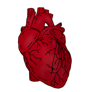 Human organ heart png