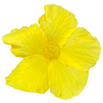 Tropical Hibiscus Butterfly plant png