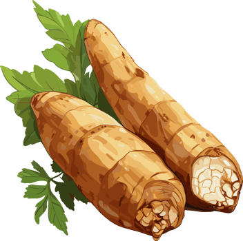 Cassava tuber with leaves illustration png