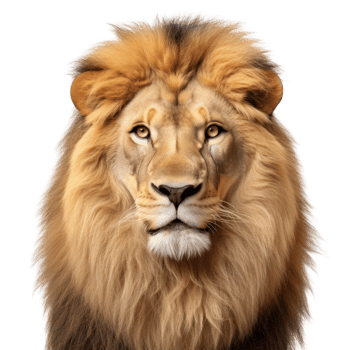 Lion face isolated. Illustration png