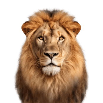 Lion face isolated. Illustration png