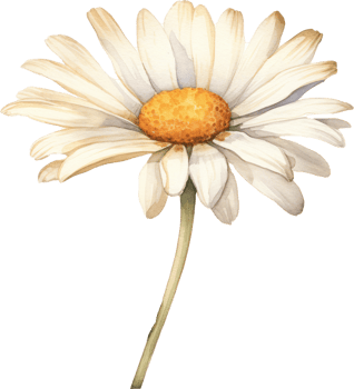 Daisy flower watercolor illustration. png